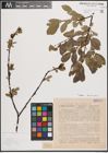 Foto von Salix myrsinites L. x Salix nigricans Sm. x Salix phylicifolia L.